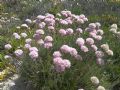 Armeria pungens